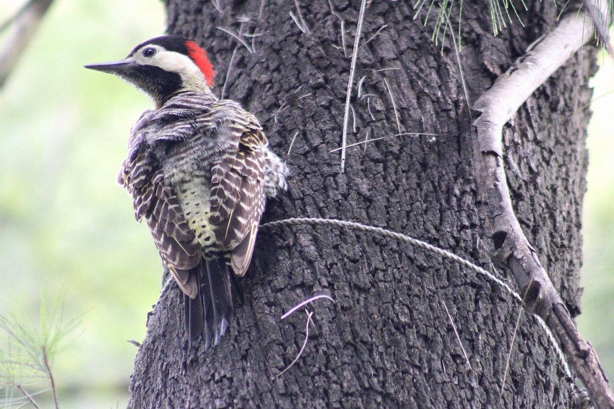 Черноусый дятел - ML646542527