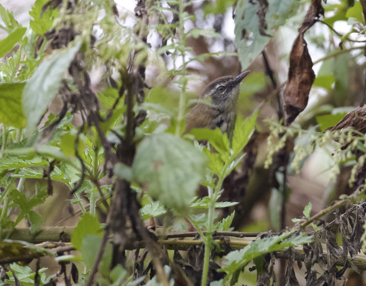 Prinia Montana - ML646542530