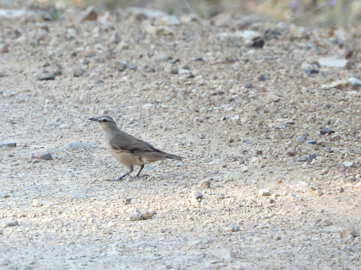 Brown Treecreeper - ML646542531