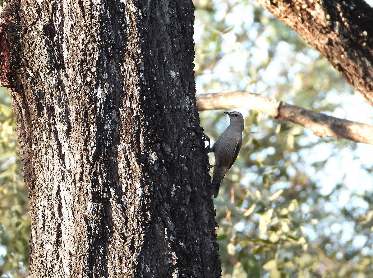 Brown Treecreeper - ML646542532