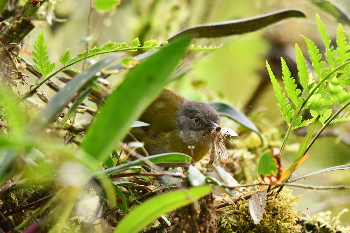 Common Chlorospingus - ML646542533