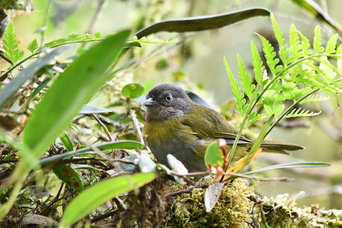 Common Chlorospingus - ML646542534