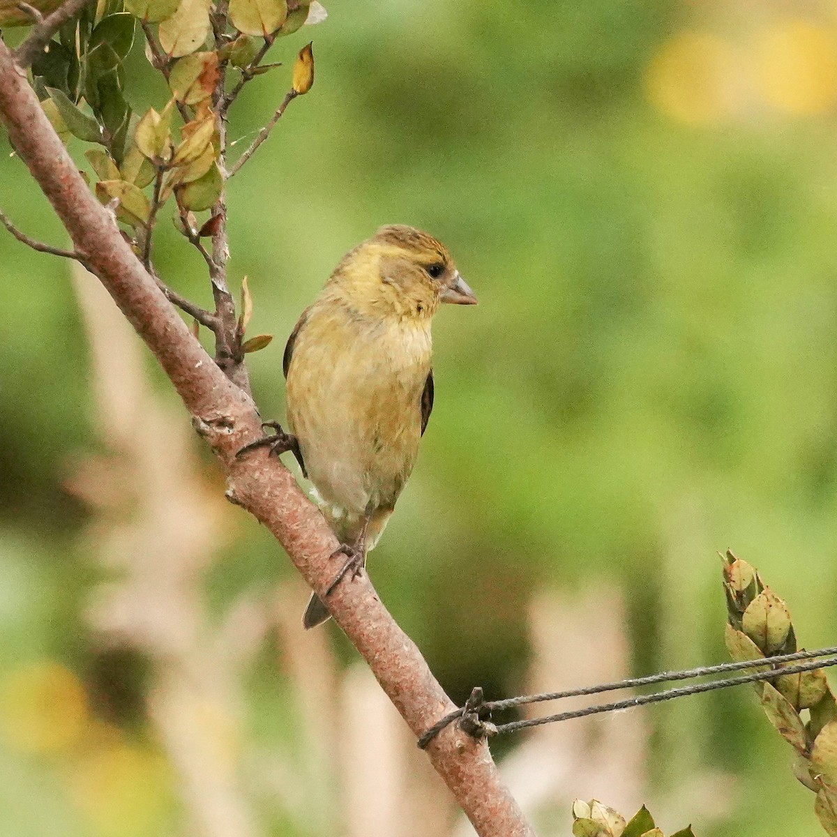 Tarin à menton noir - ML646542539