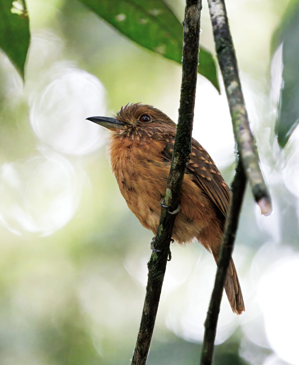 Tamatia de Lafresnaye - ML646542541