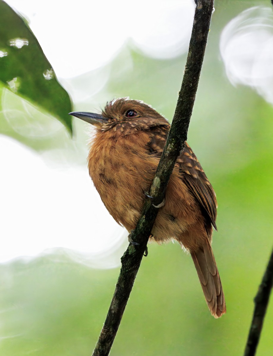 Tamatia de Lafresnaye - ML646542542