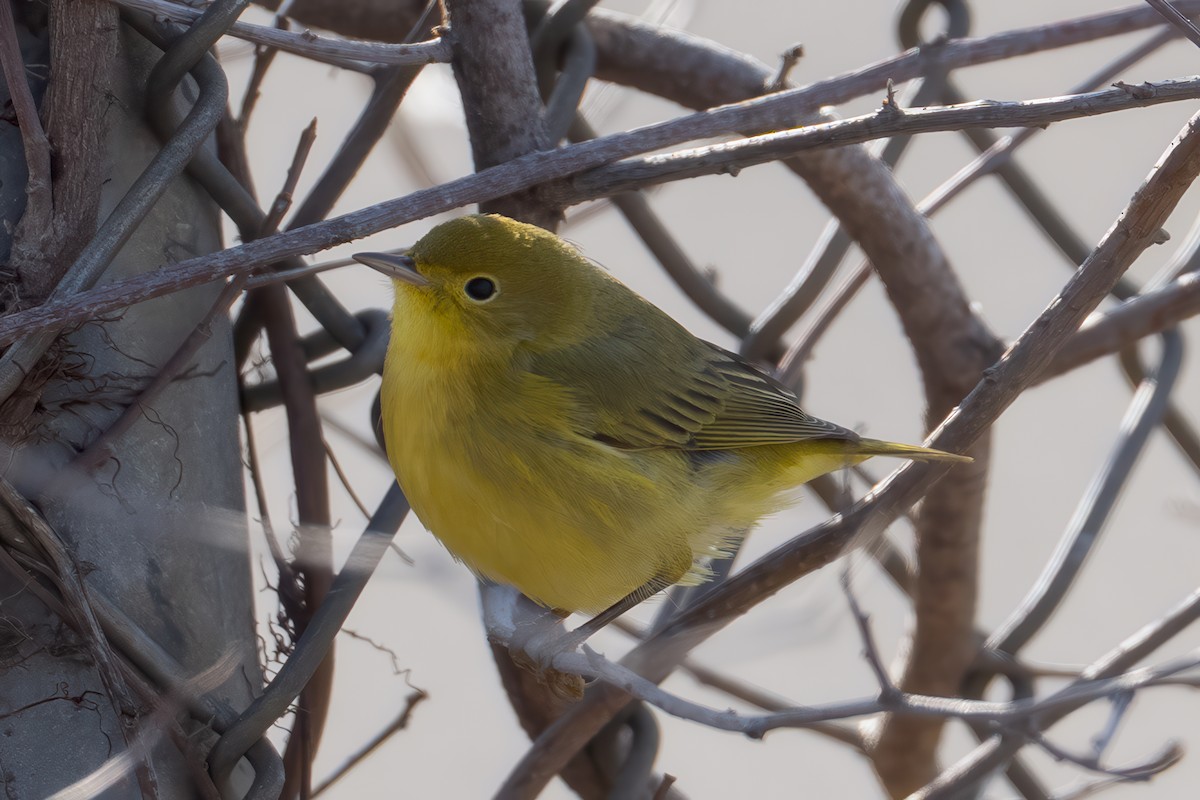 Northern Yellow Warbler - ML646542545