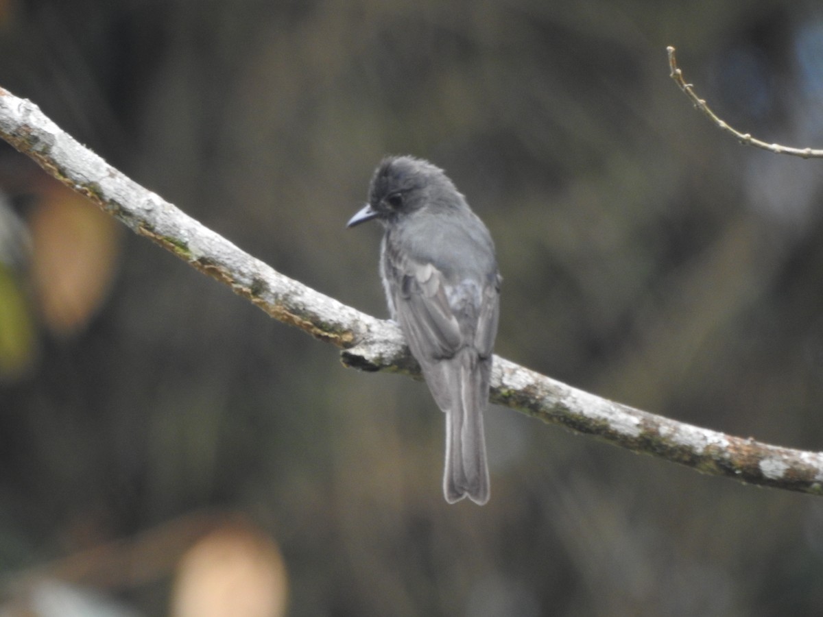 Smoke-colored Pewee - ML646542546