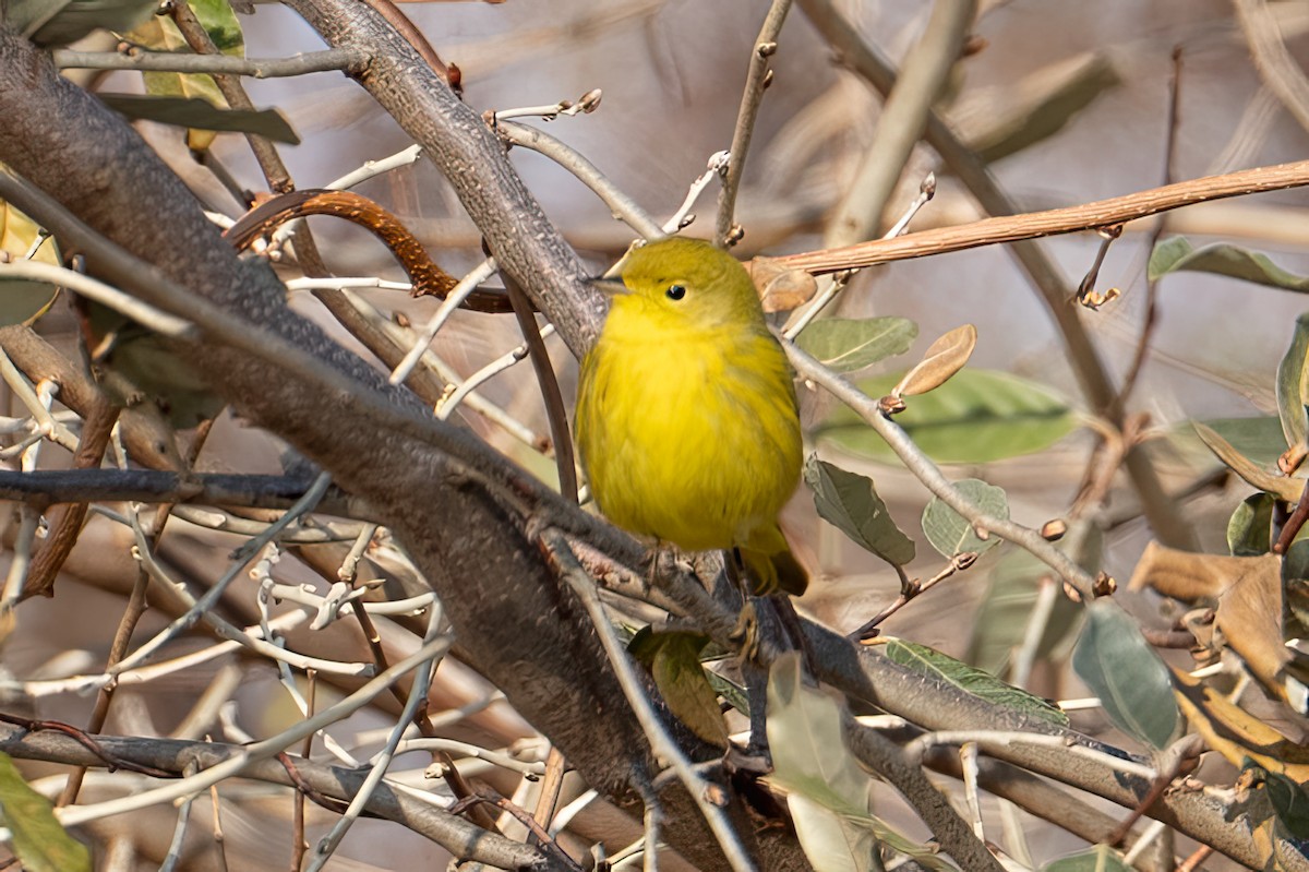 Northern Yellow Warbler - ML646542547