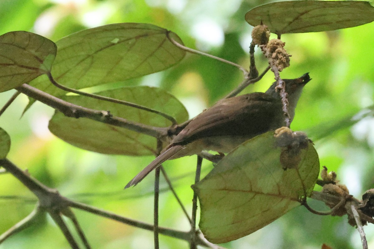 Bulbul oeil-de-feu - ML646542550