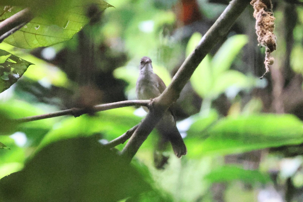 Bulbul oeil-de-feu - ML646542551