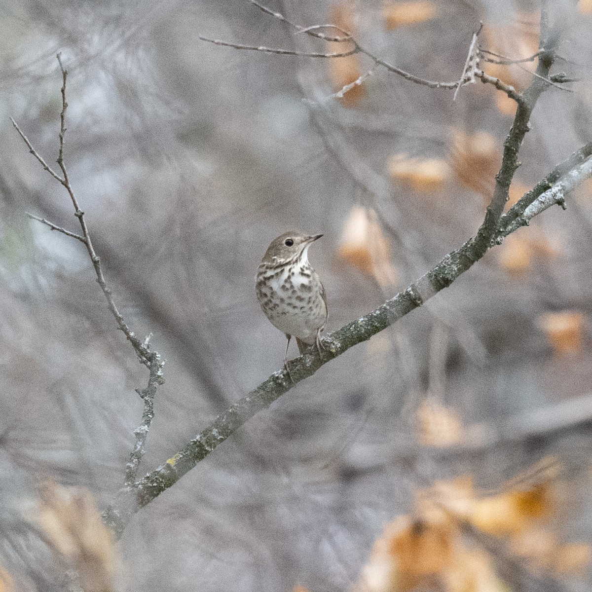 Grive solitaire - ML646542554