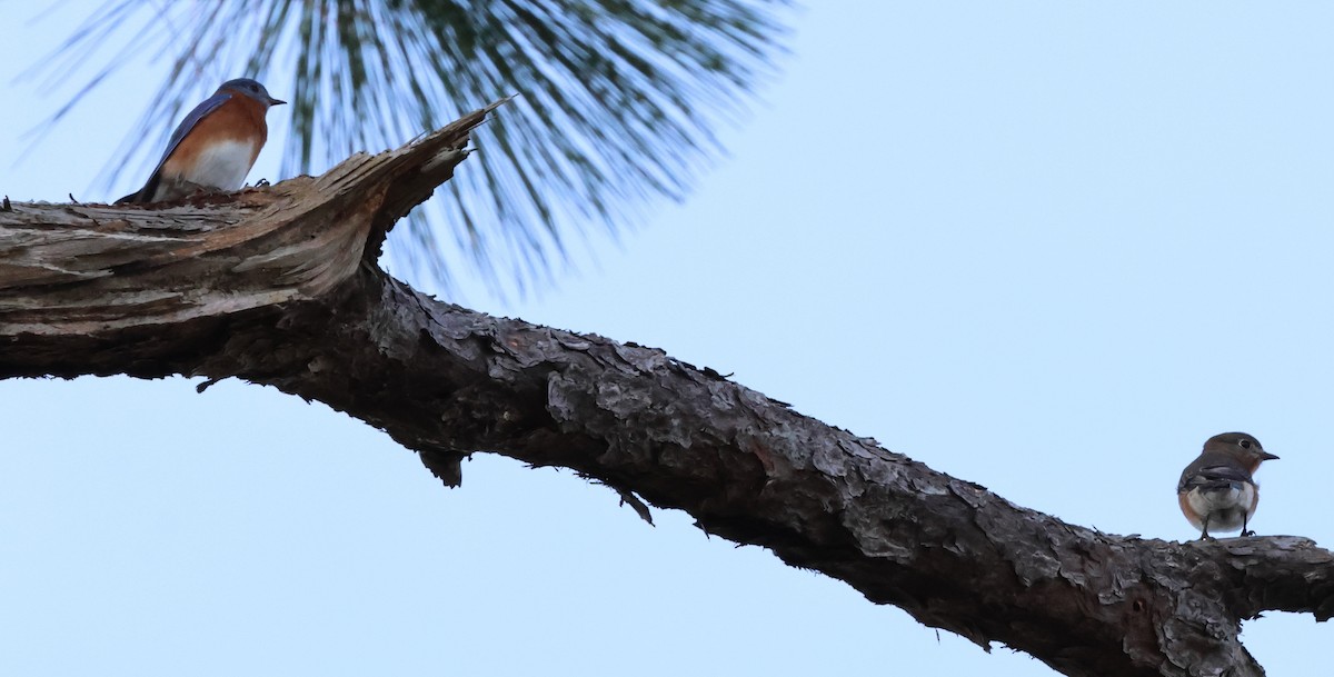 Merlebleu de l'Est - ML646542555