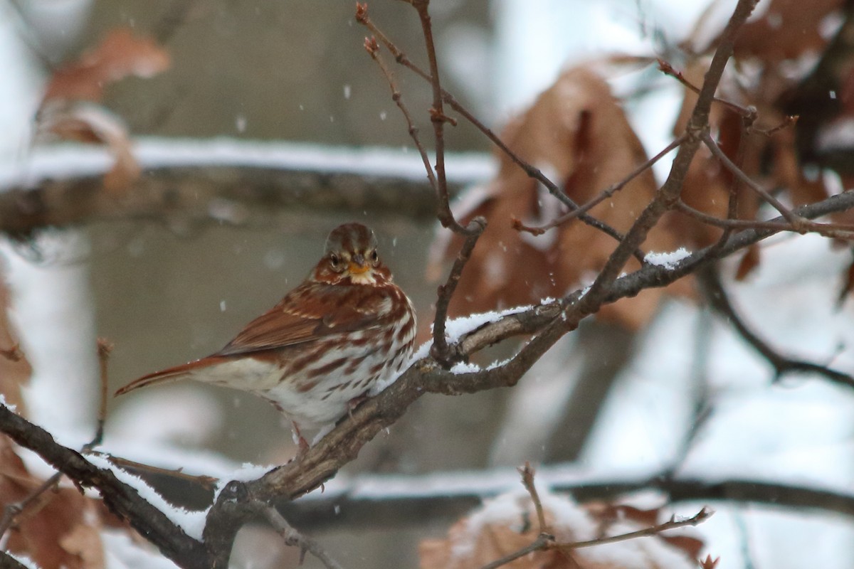 Bruant fauve - ML646542557