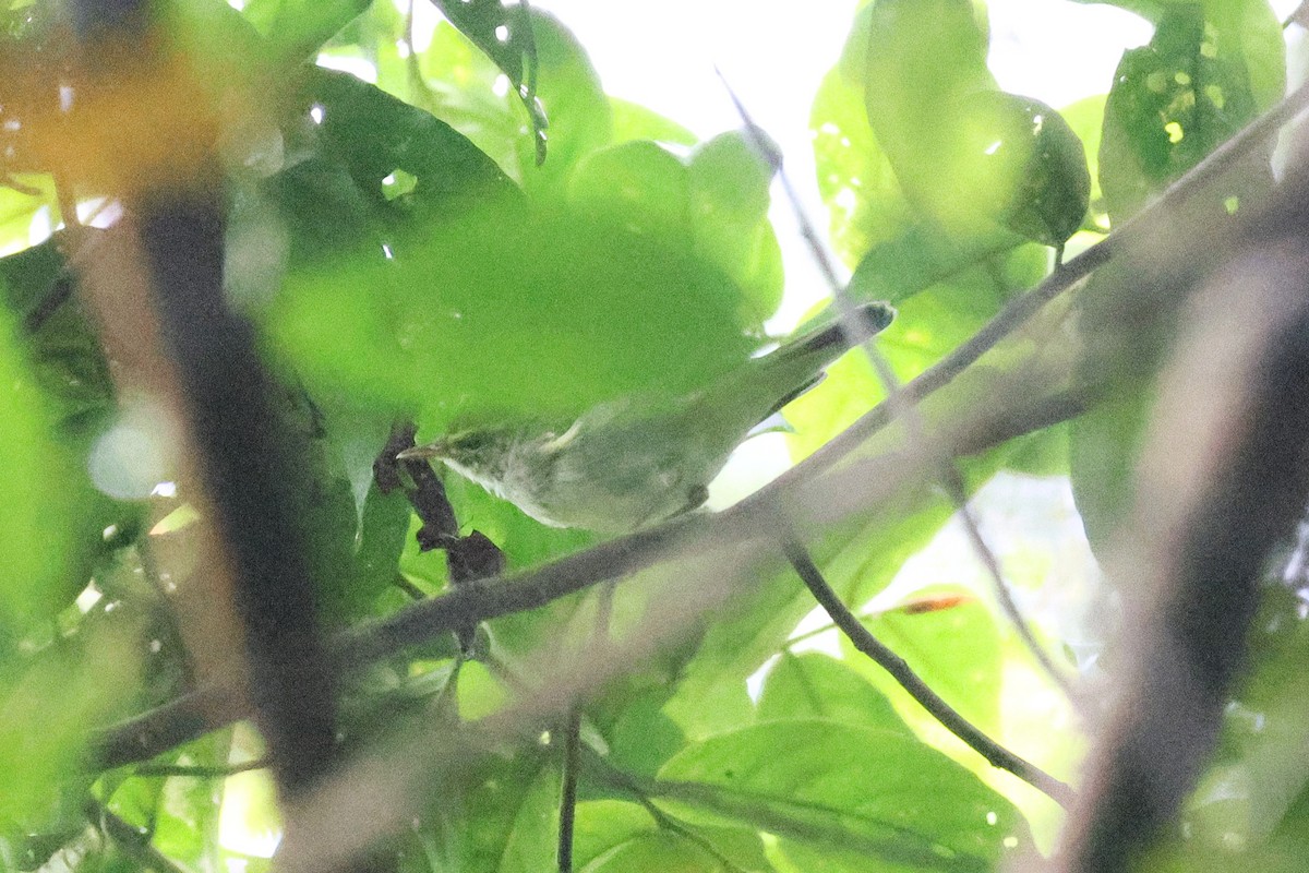 Pouillot boréal - ML646542558