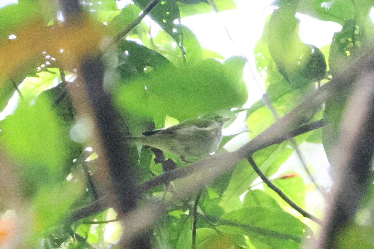 Pouillot boréal - ML646542559