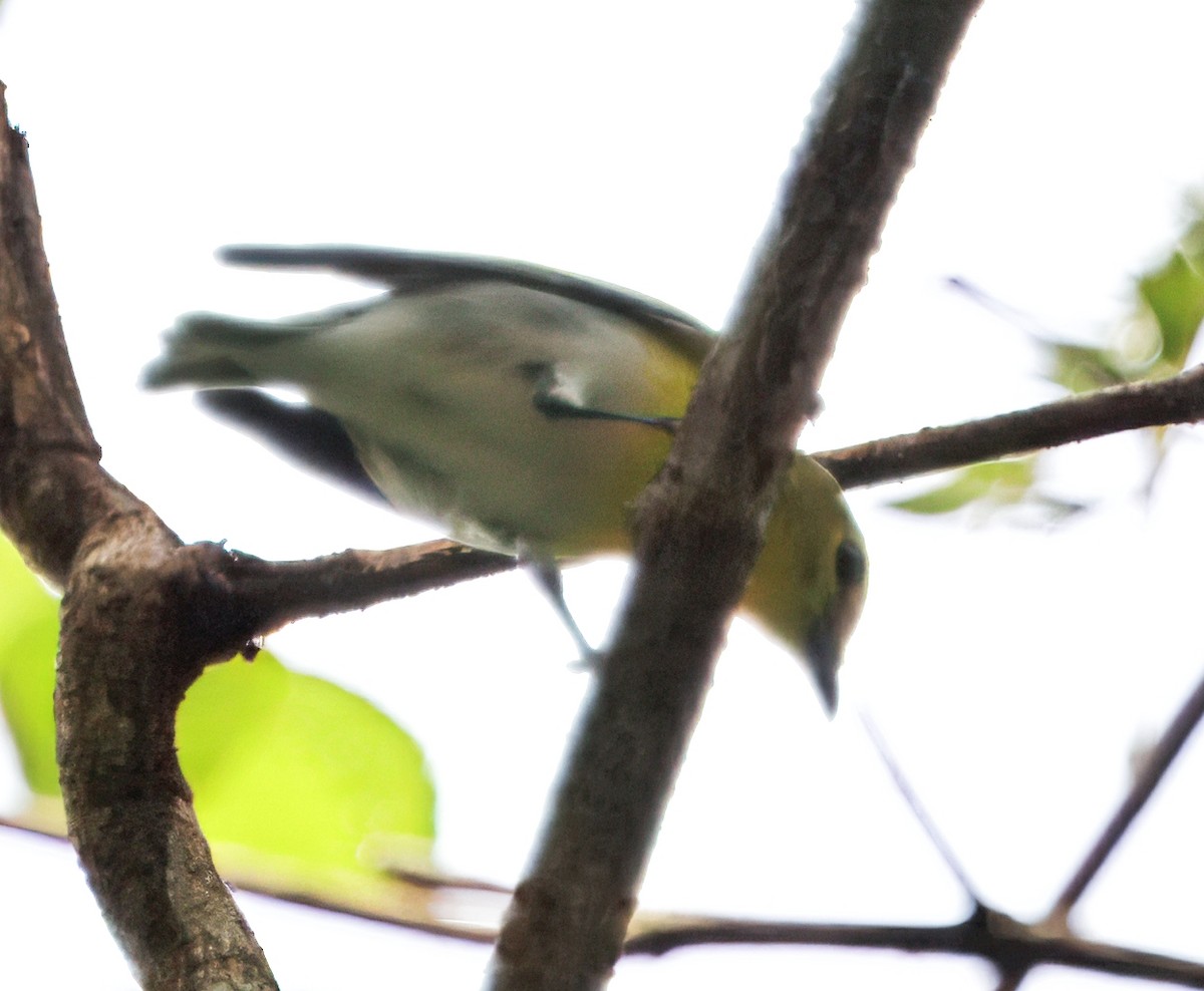 Viréo à gorge jaune - ML646542560