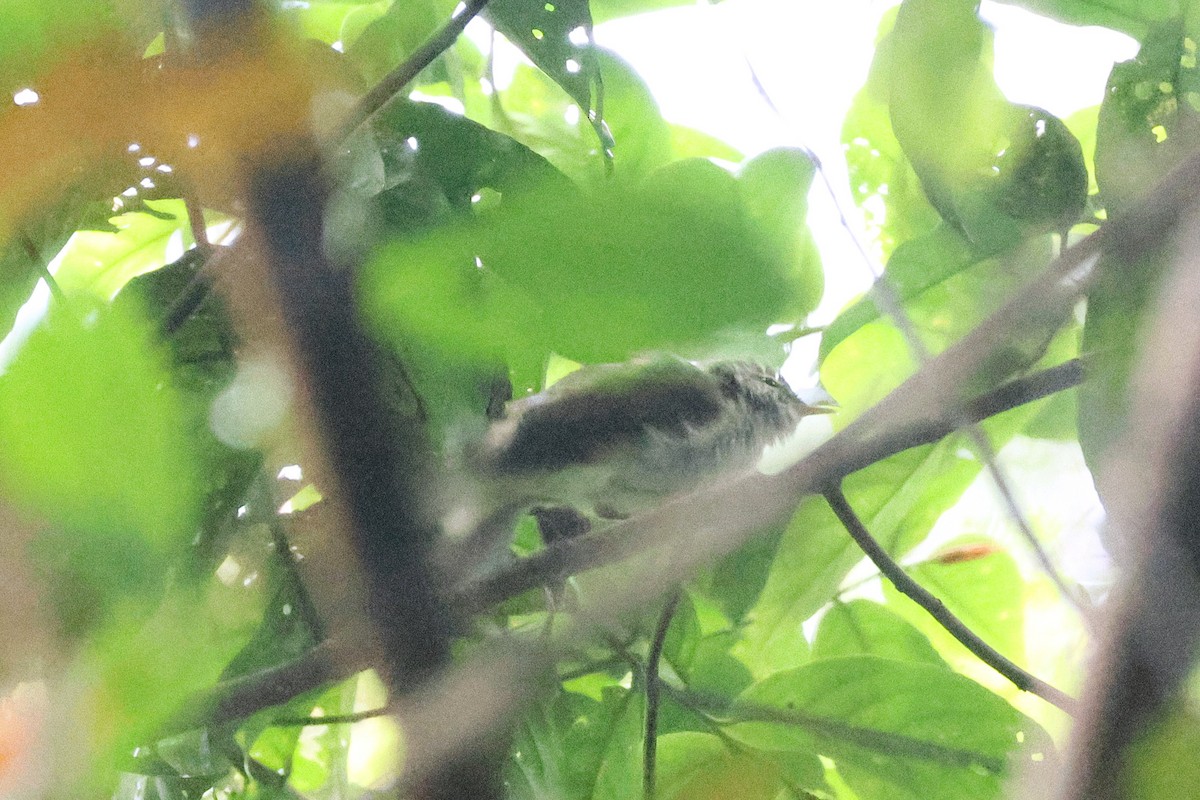 Pouillot boréal - ML646542562