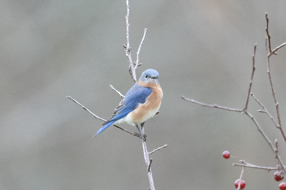 Merlebleu de l'Est - ML646542563