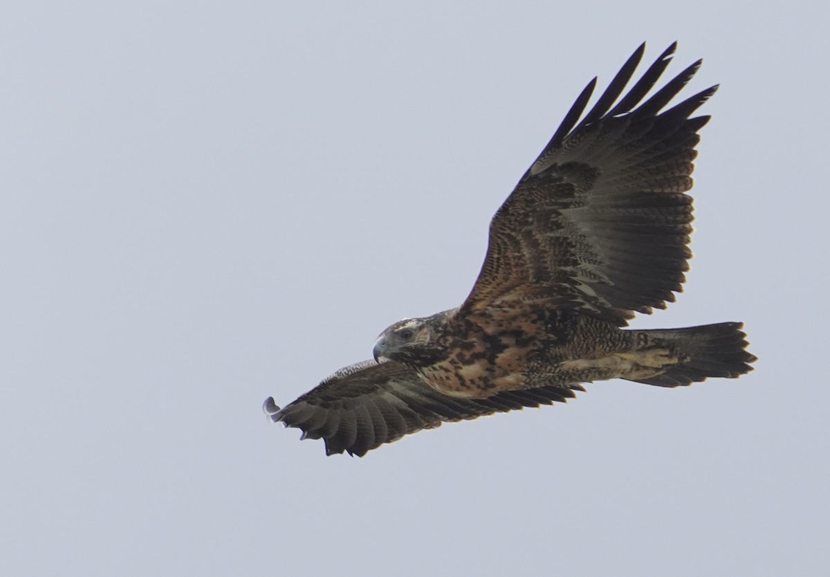 Buse aguia - ML646542565