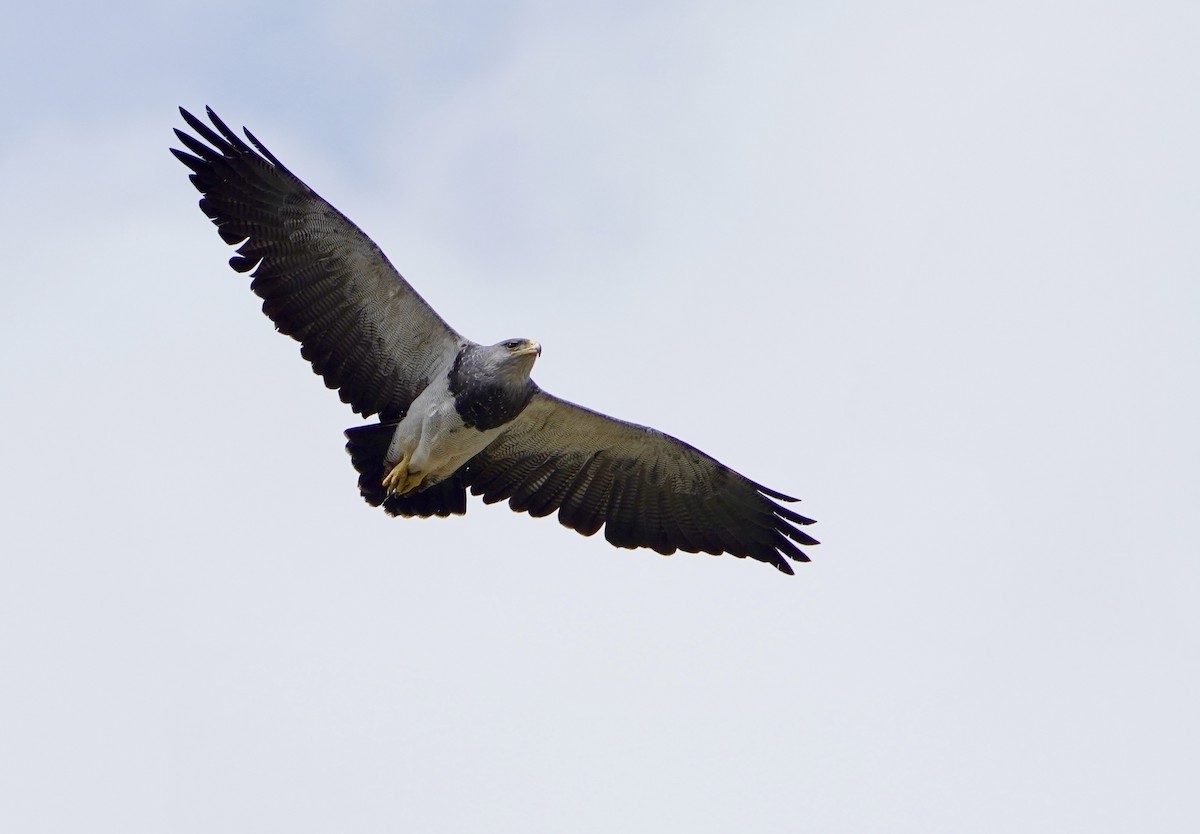 Buse aguia - ML646542566