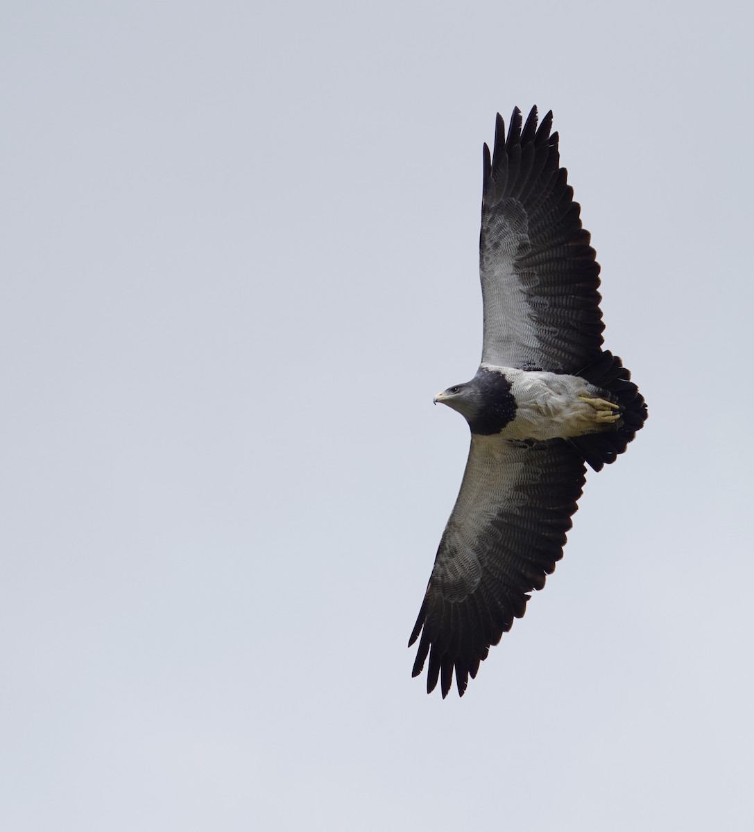 Buse aguia - ML646542567