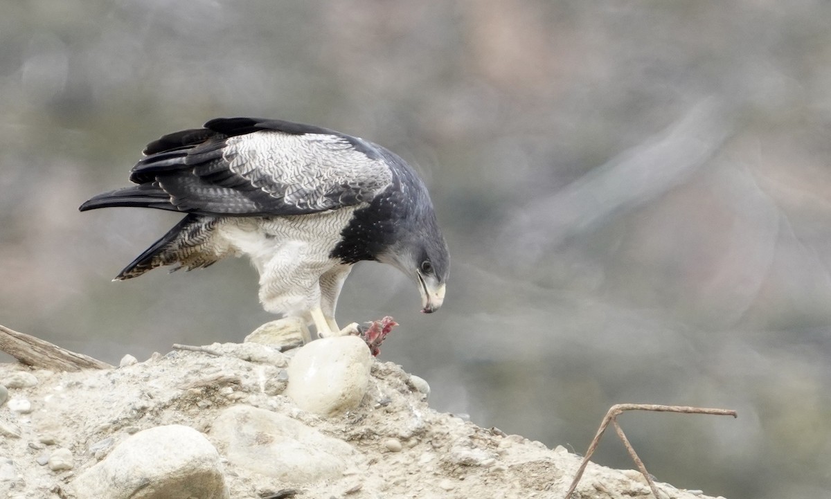 Buse aguia - ML646542569