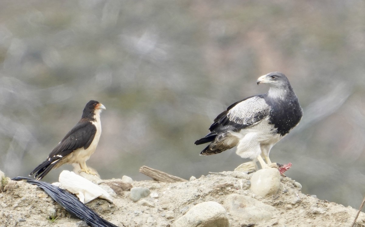 Buse aguia - ML646542570