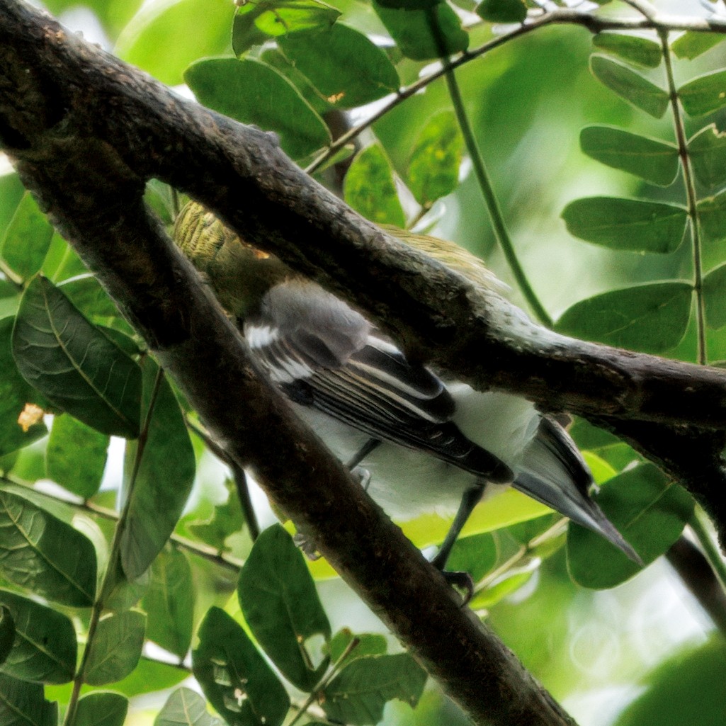 Viréo à gorge jaune - ML646542571