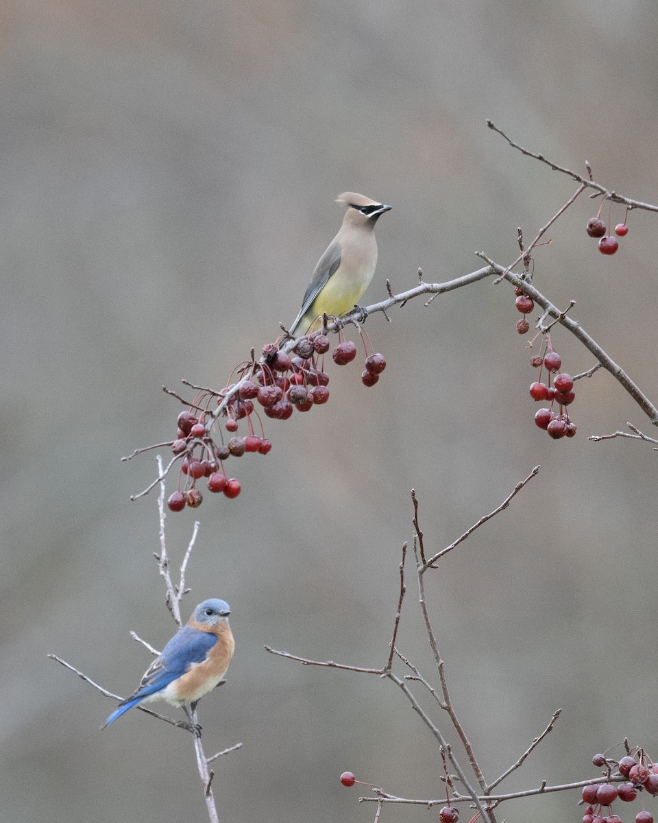 Jaseur d'Amérique - ML646542572