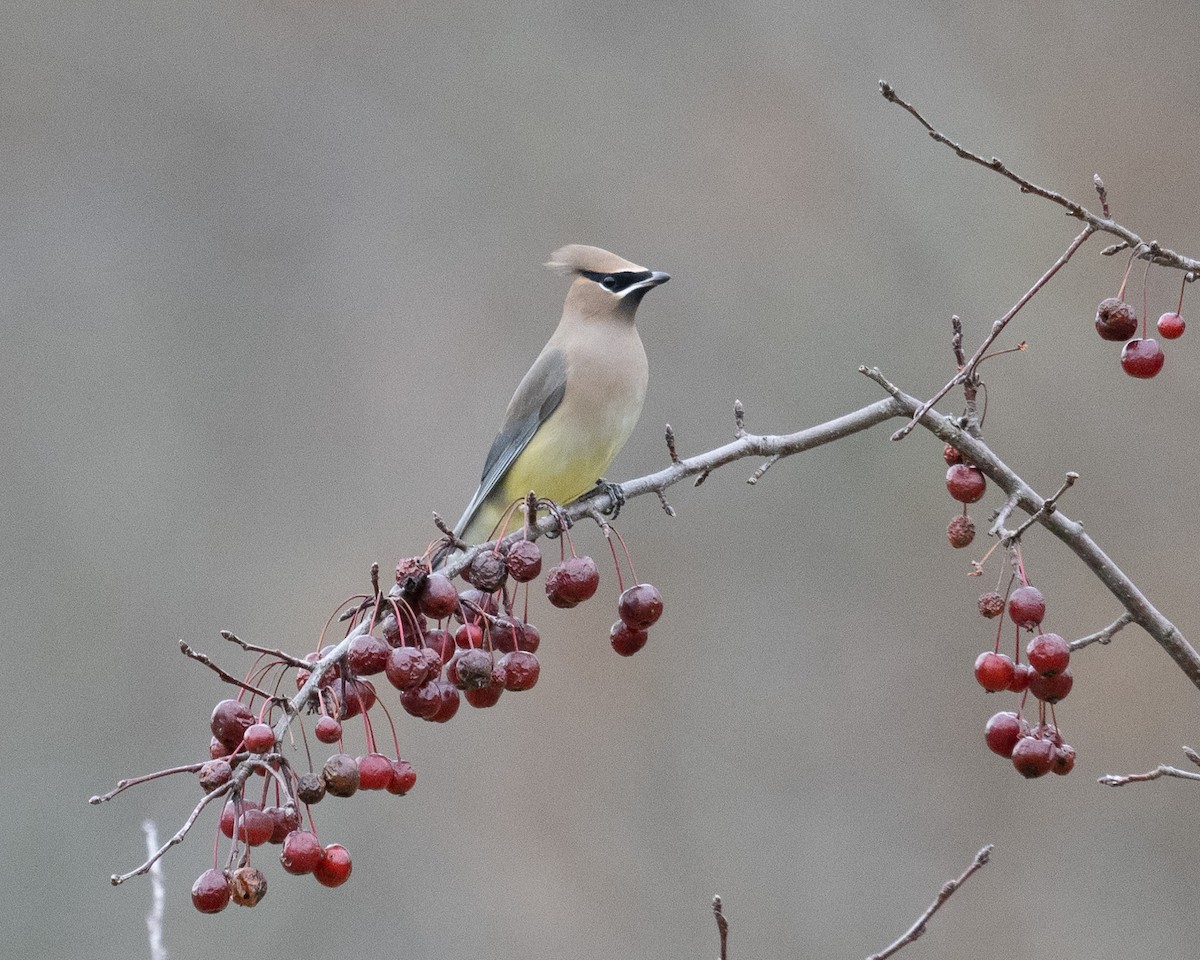 Jaseur d'Amérique - ML646542579