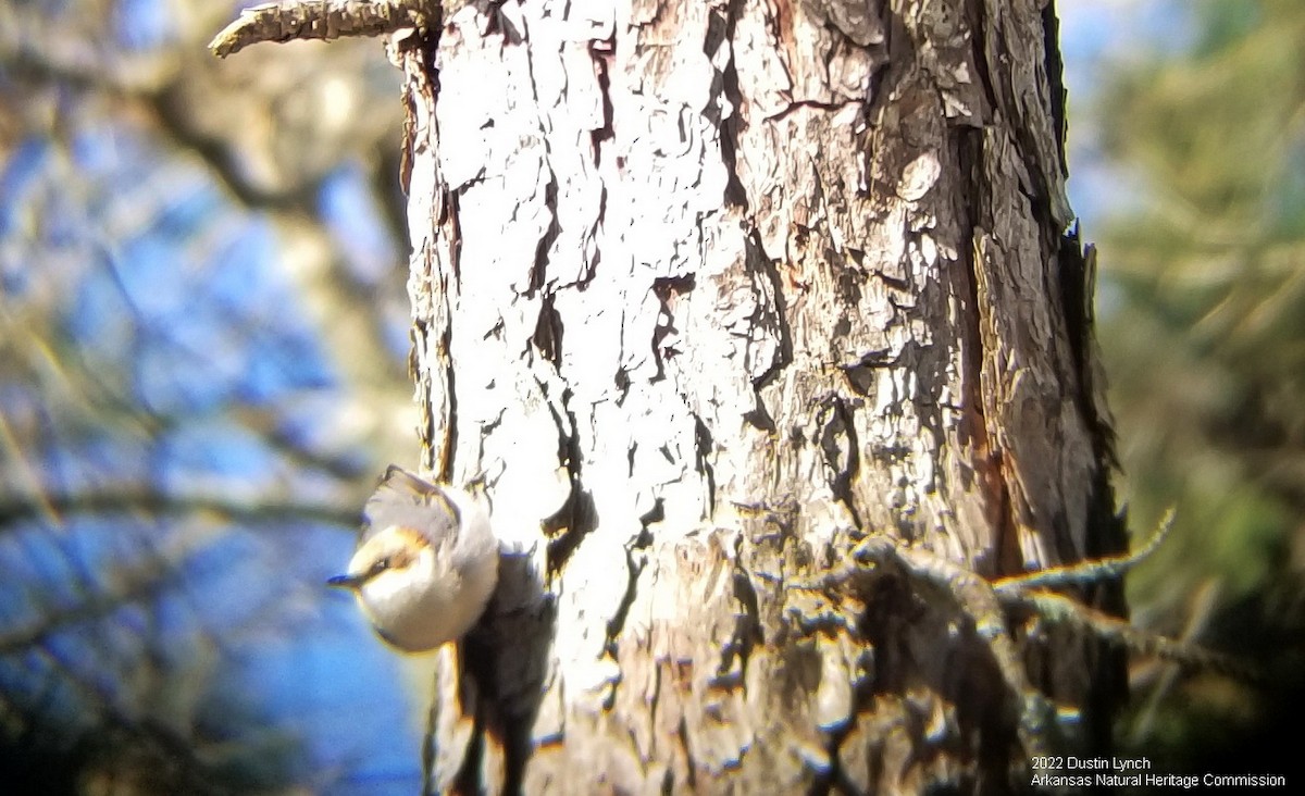 Sittelle à tête brune - ML646542580