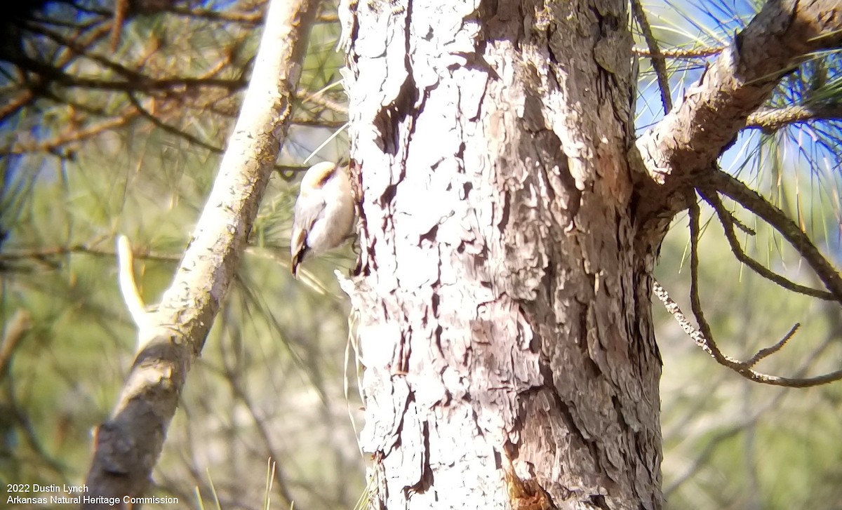 Sittelle à tête brune - ML646542581