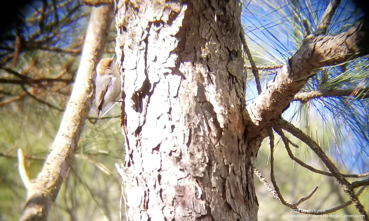 Sittelle à tête brune - ML646542582