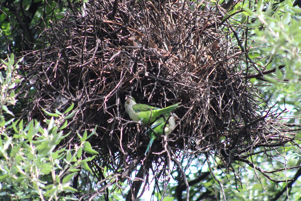 Калита сіроволий - ML646542584