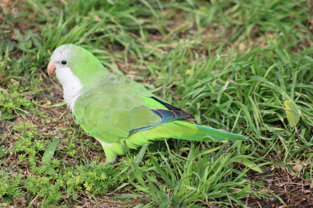 Калита сіроволий - ML646542585