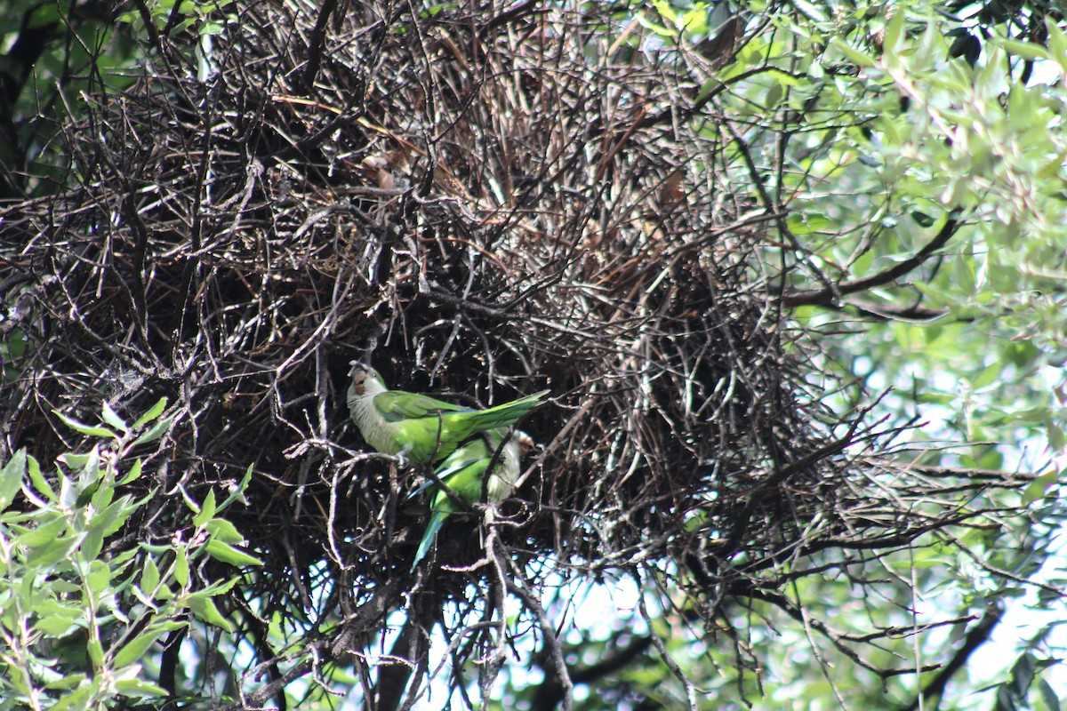 Калита сіроволий - ML646542586
