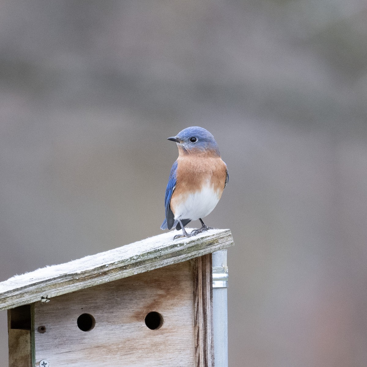 Doğulu Mavi Ardıç - ML646542587