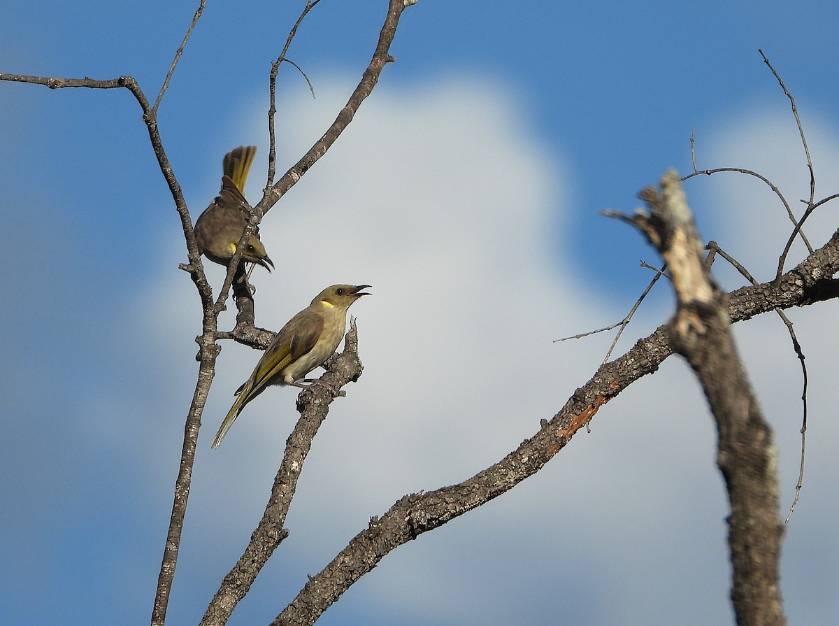 Fuscous Honeyeater - ML646542588