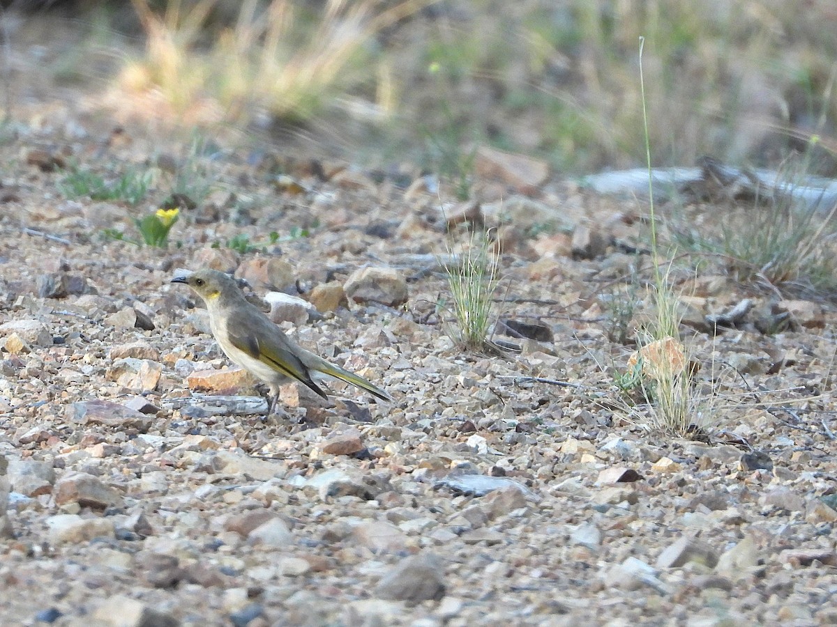 Fuscous Honeyeater - ML646542589