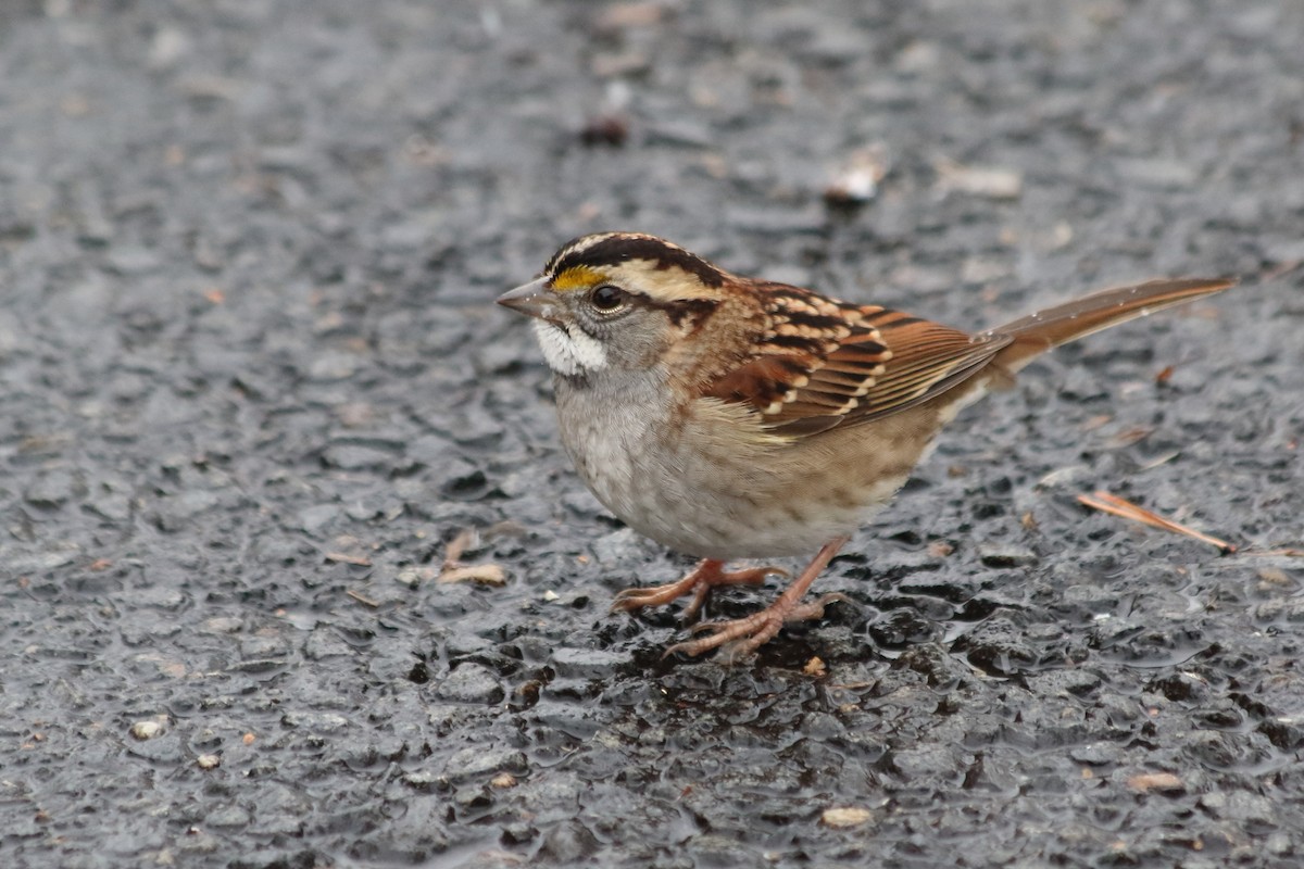 White-throated Sparrow - ML646542590
