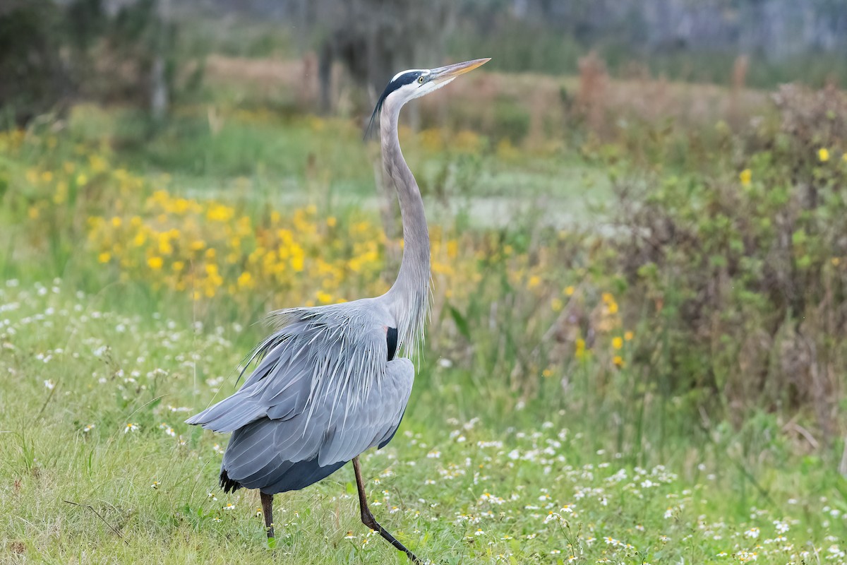 herodiashegre - ML646542592