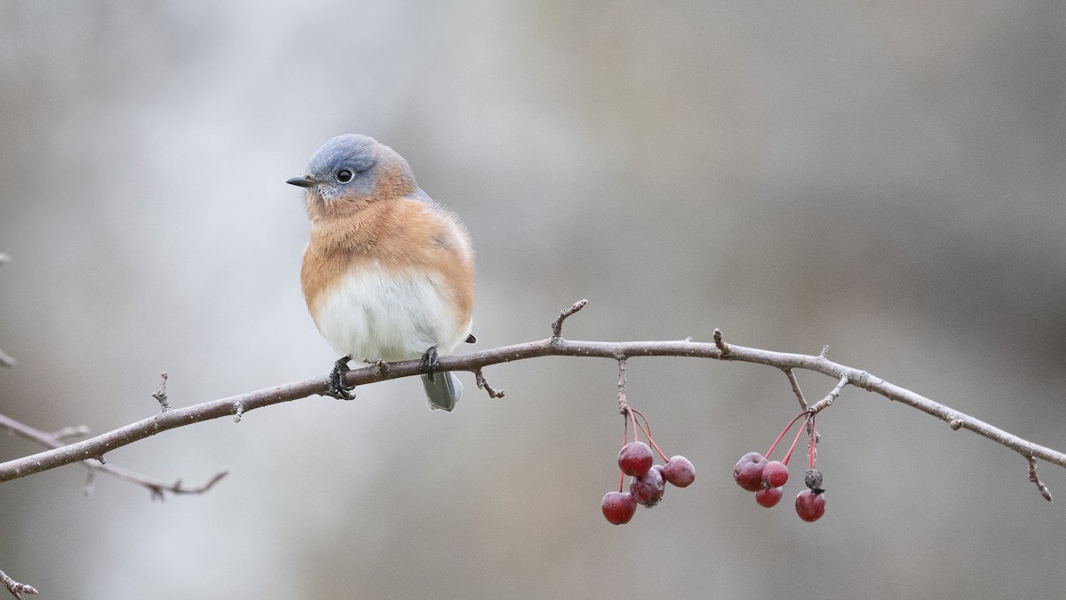 Doğulu Mavi Ardıç - ML646542594