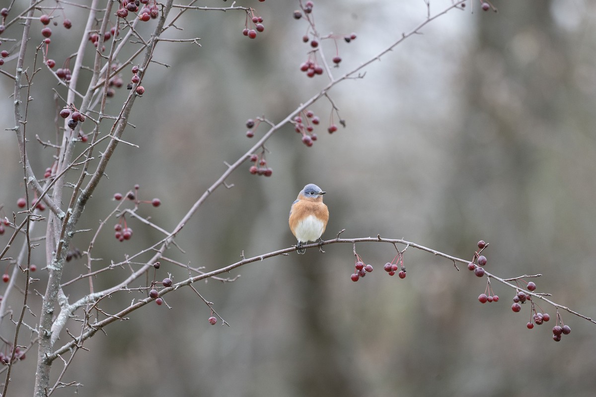 Doğulu Mavi Ardıç - ML646542597