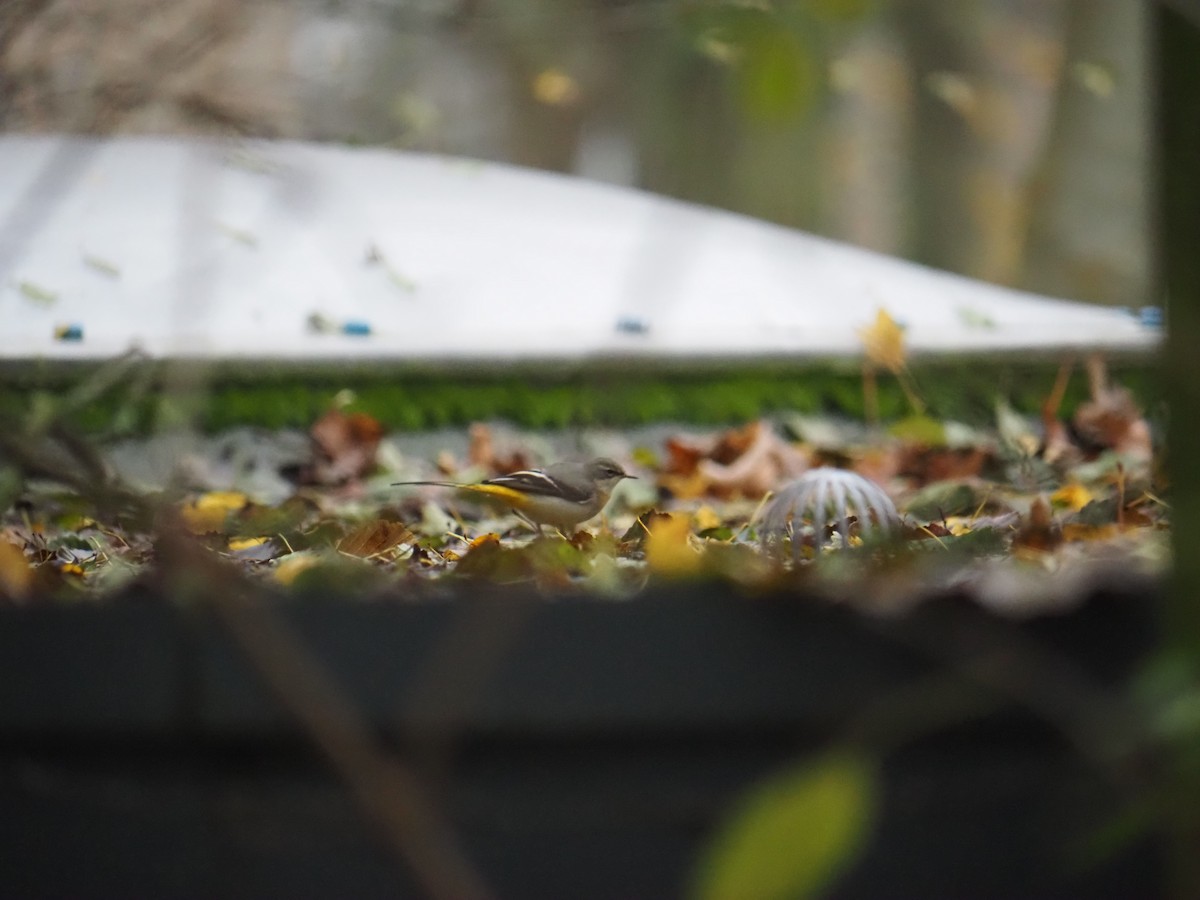 konipas horský - ML646542598