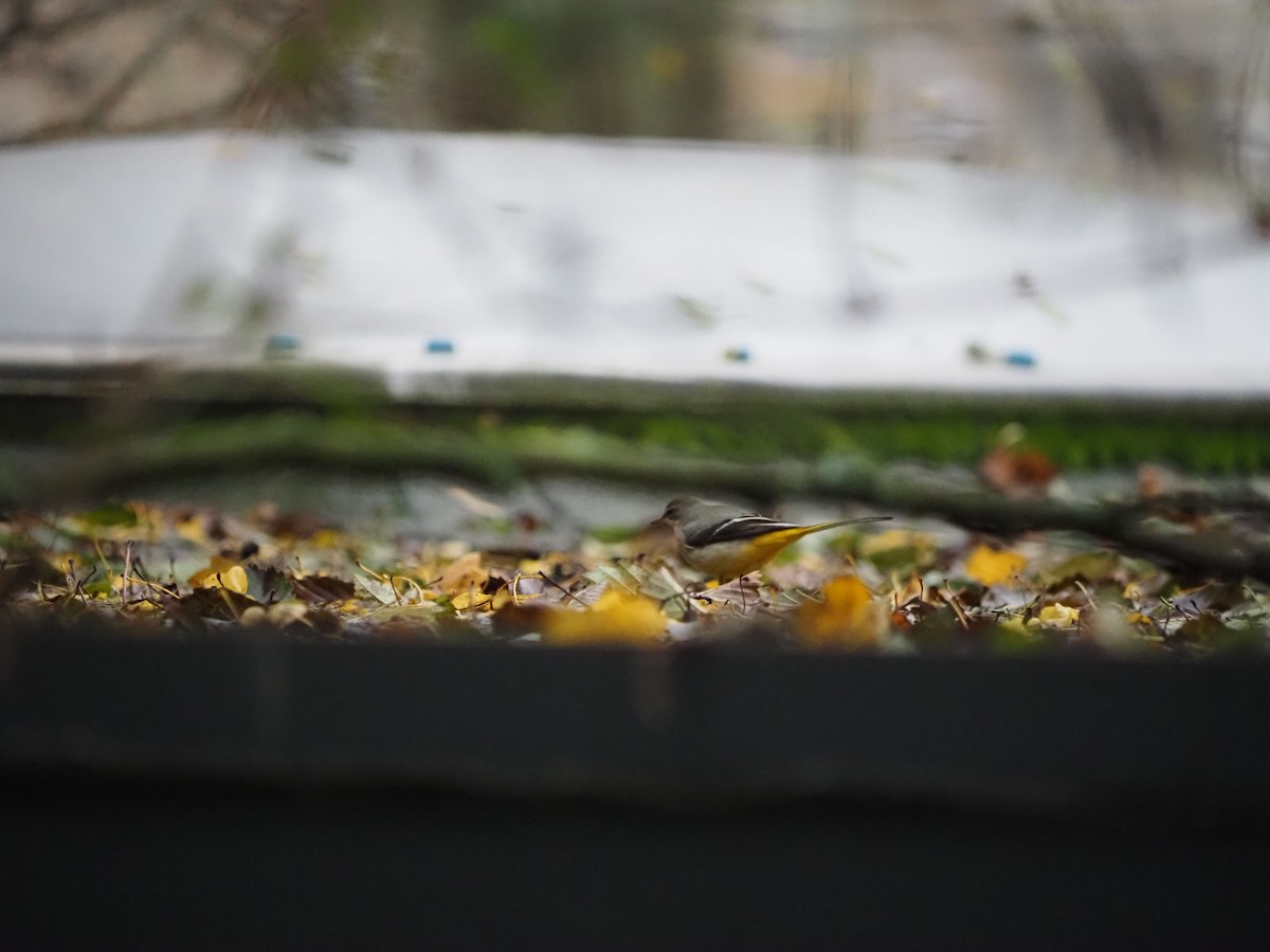 konipas horský - ML646542599