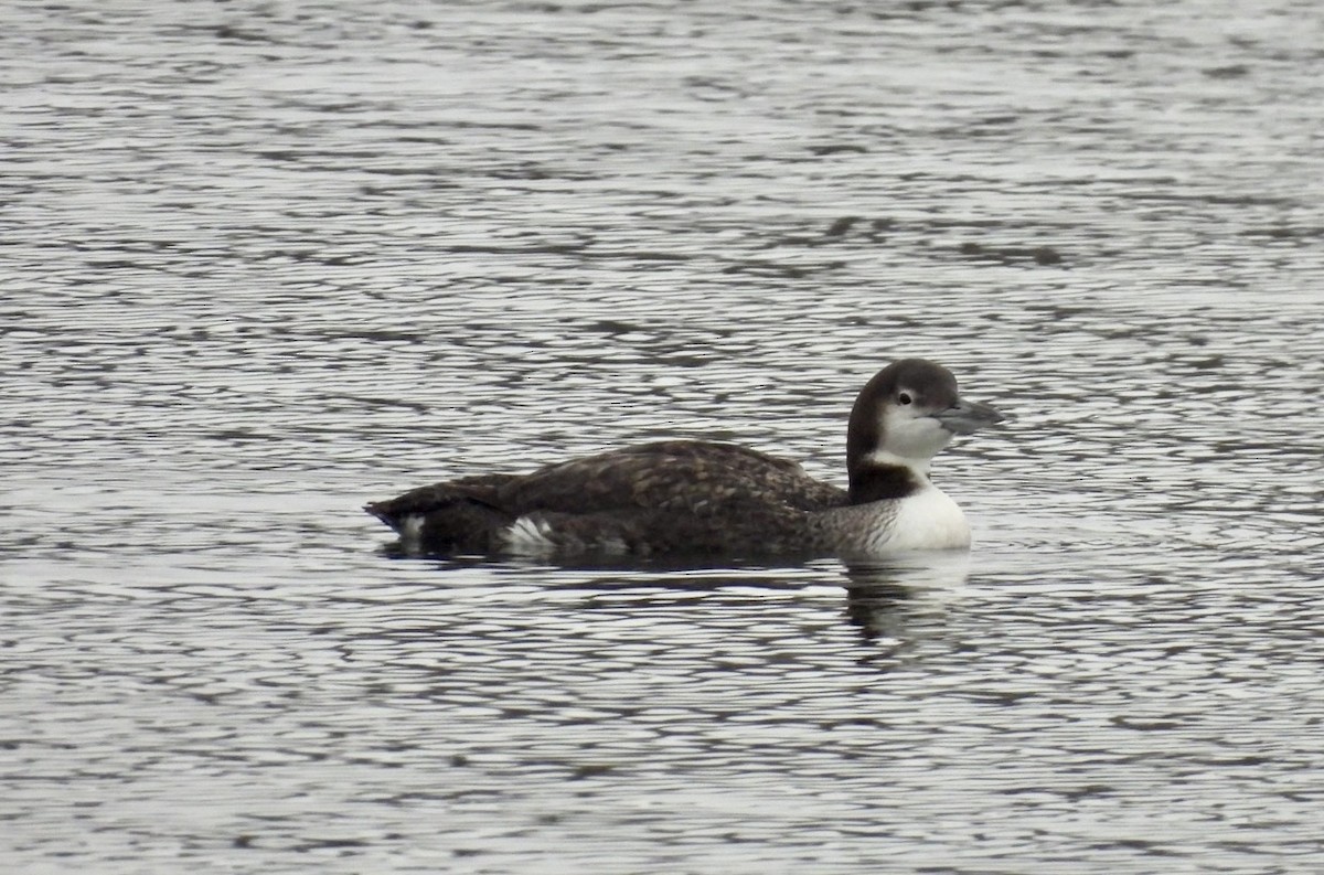 Common Loon - ML646542600