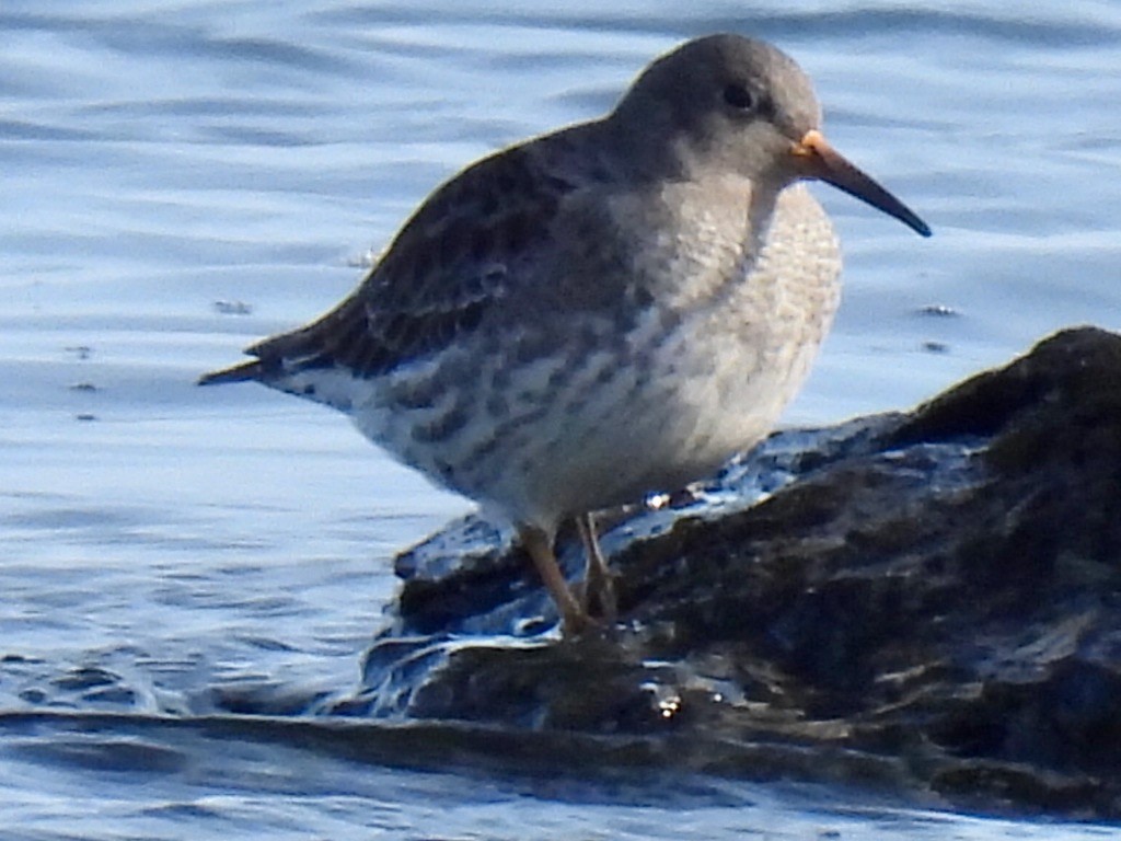 Purple Sandpiper - ML646542602