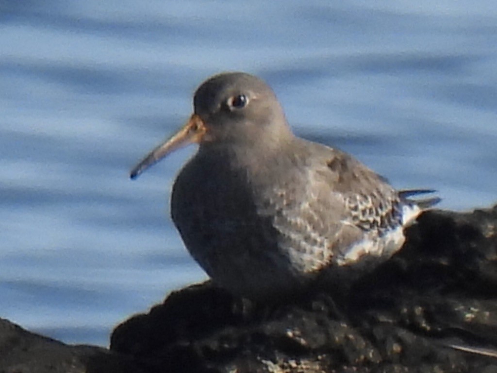 Purple Sandpiper - ML646542603