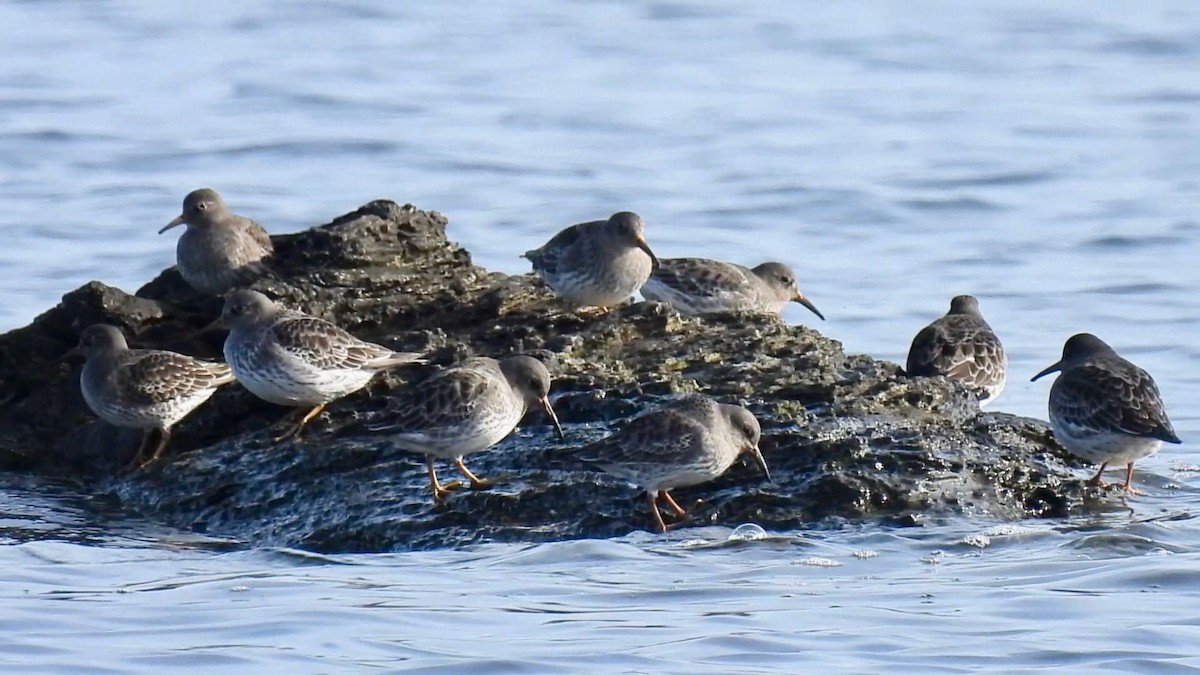 Purple Sandpiper - ML646542604