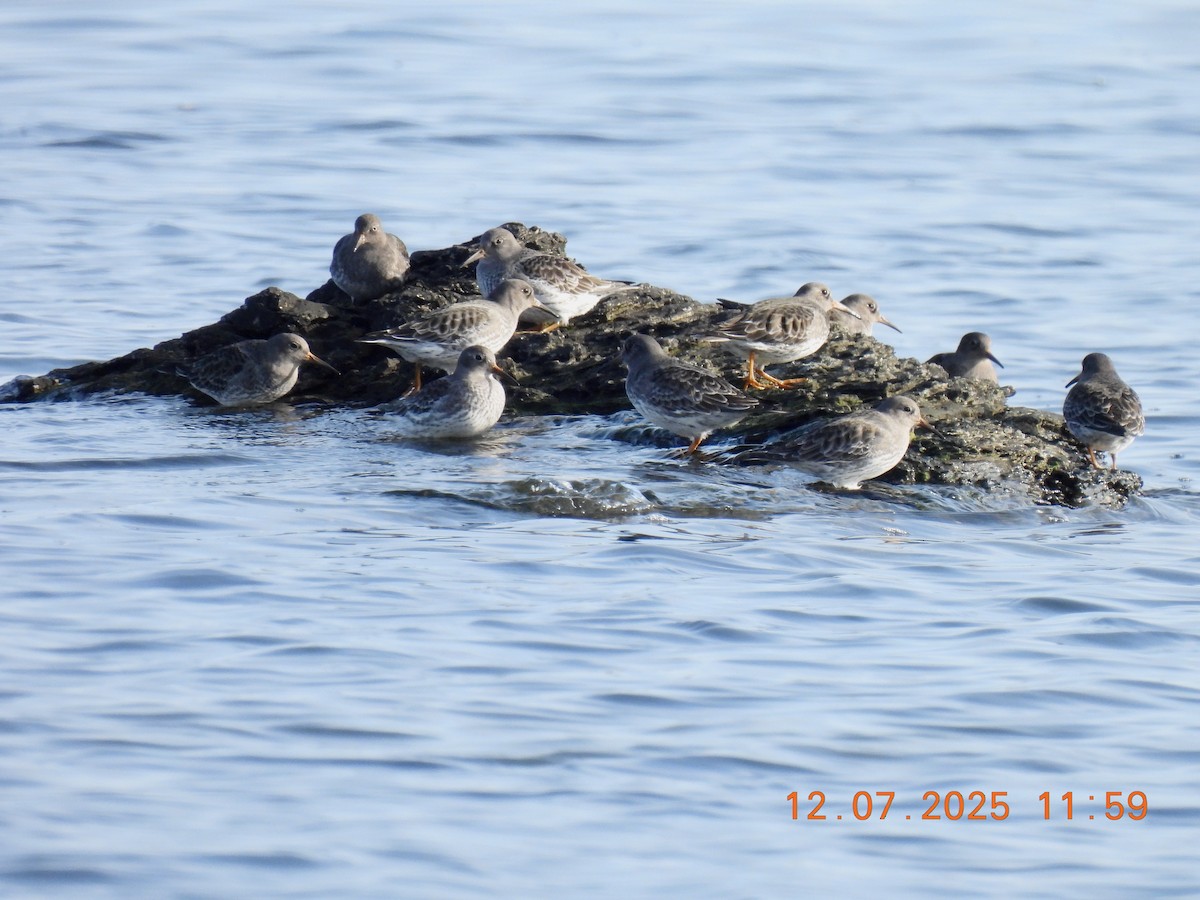 Purple Sandpiper - ML646542605